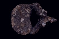 藏品(象頸椎)的圖片